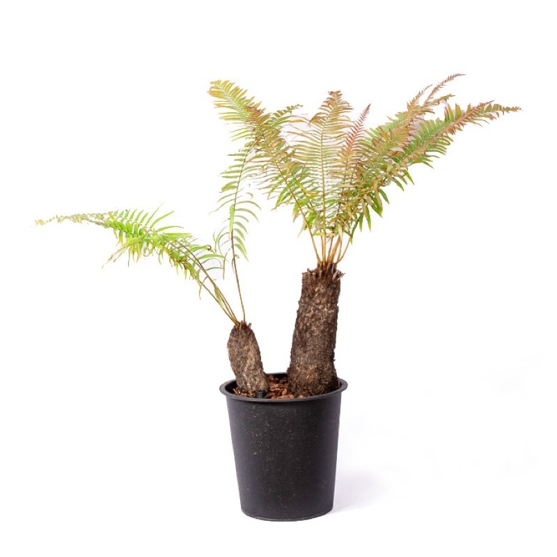 dương xỉ thân gỗ nhỏ (loại vừa)