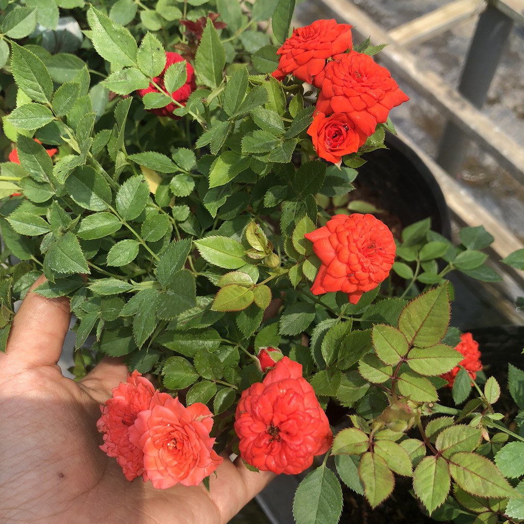 Hồng Tiểu Muội  size bầu nhỏ - CayGiongTot