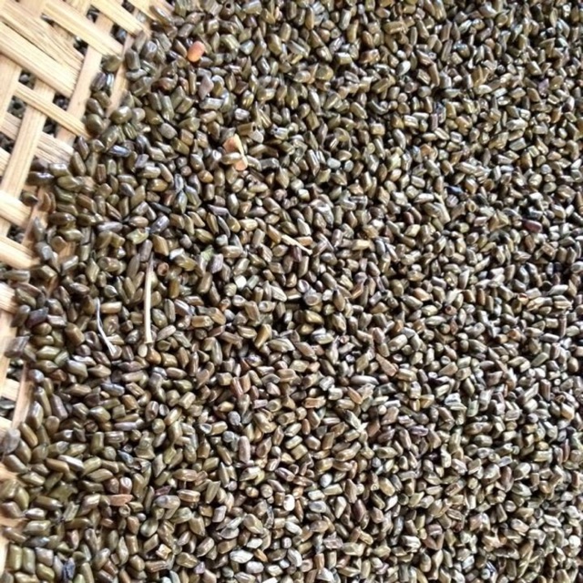 Hạt muồng muồng