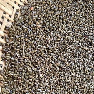 Hạt muồng muồng