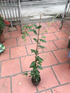cúc tần Ấn Độ cao chừng 80-100cm chỉ 25k