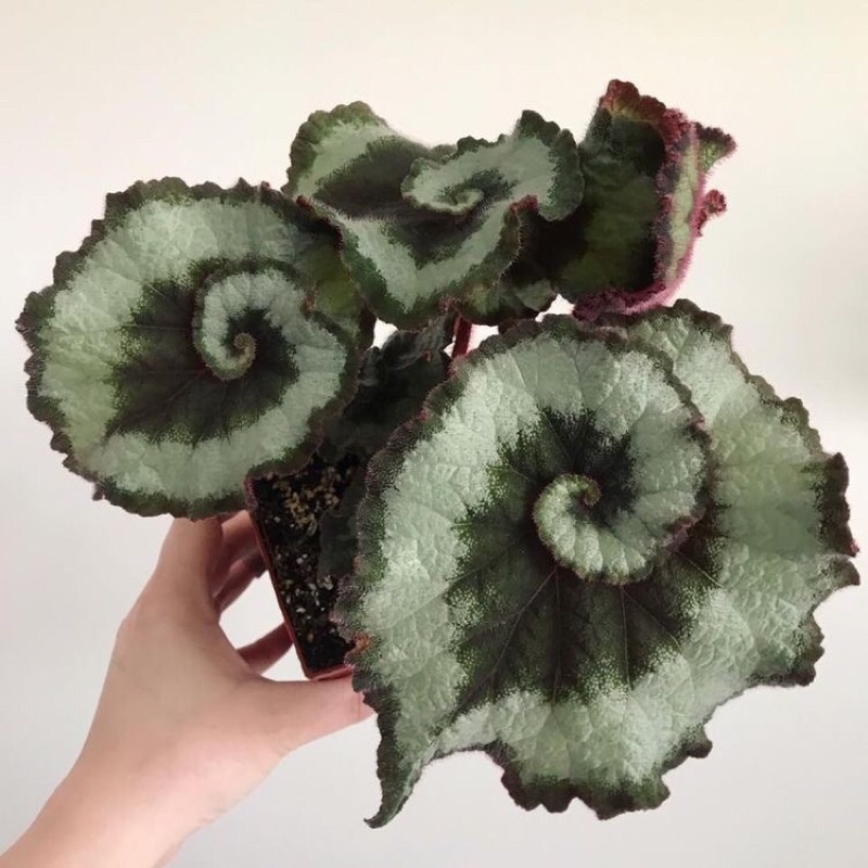 Cây thu hải đường xoắn xanh-Begonia Escargot