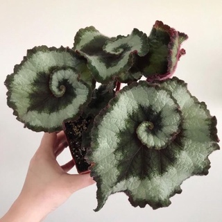 Cây thu hải đường xoắn xanh-Begonia Escargot