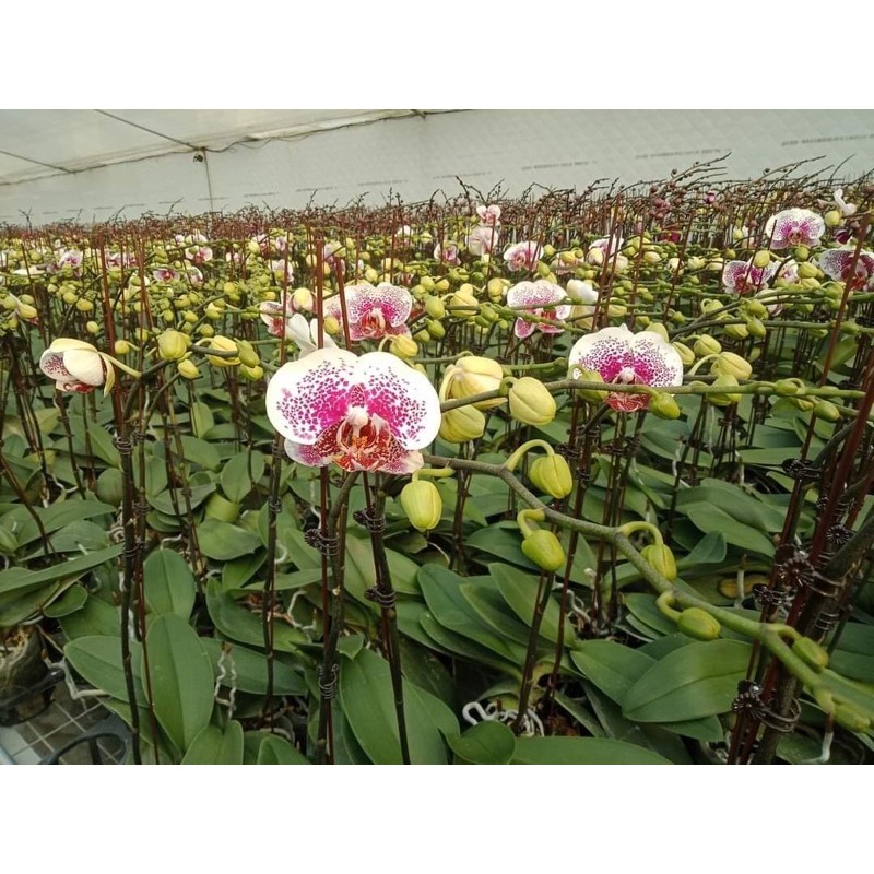 Lan Hồ Điệp đại chưa ngồng