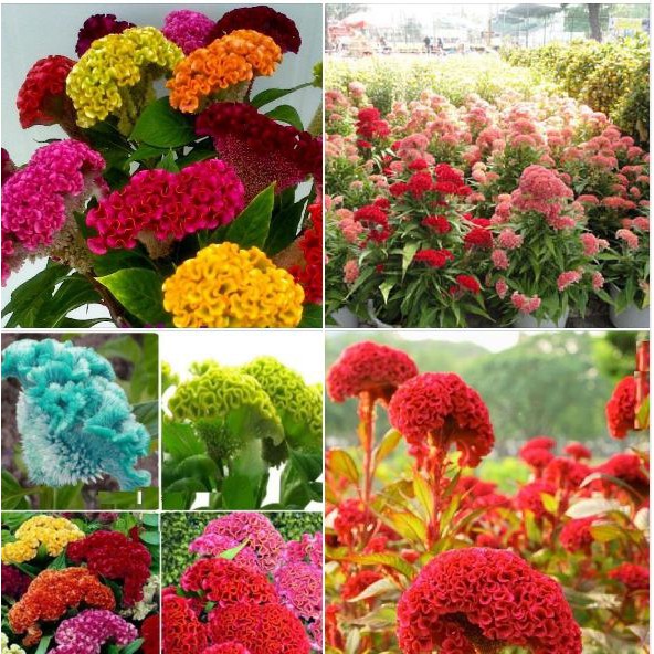 Hạt giống hoa Mào Gà búa nhiều màu - 1 gói 100 hạt