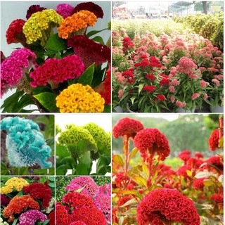100 Hạt giống hoa màu gà búa mix màu (Kèm kích thích hạt nảy mầm)