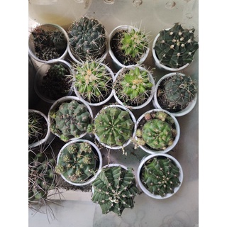 Combo 6 chậu xương rồng ngẫu nhiên