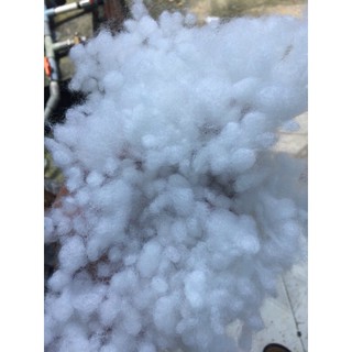 Bông gòn bi