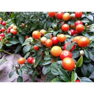 30 Hạt giống Ớt kiểng tròn 