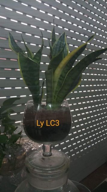LY CÁ THỦY TINH LC2 - LC3 - LC4