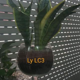 LY CÁ THỦY TINH LC2 - LC3 - LC4