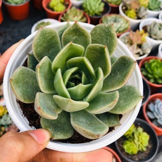 Đế vương xám  (size trung 10cm)
