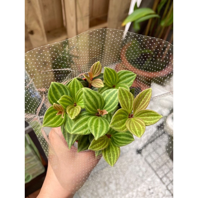 Cây hột xoàn để bàn - Peperomia puteolata - Cây văn phòng nội thất rất dễ chăm sóc