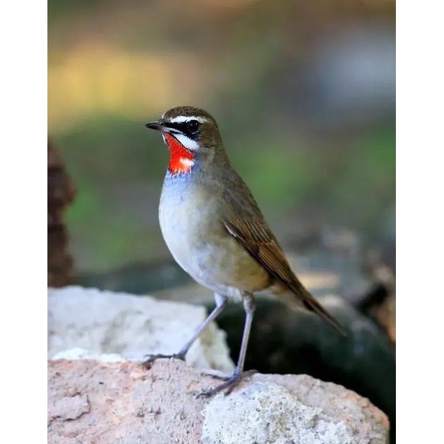 Cám Chim Di Cư BIRDFOODS