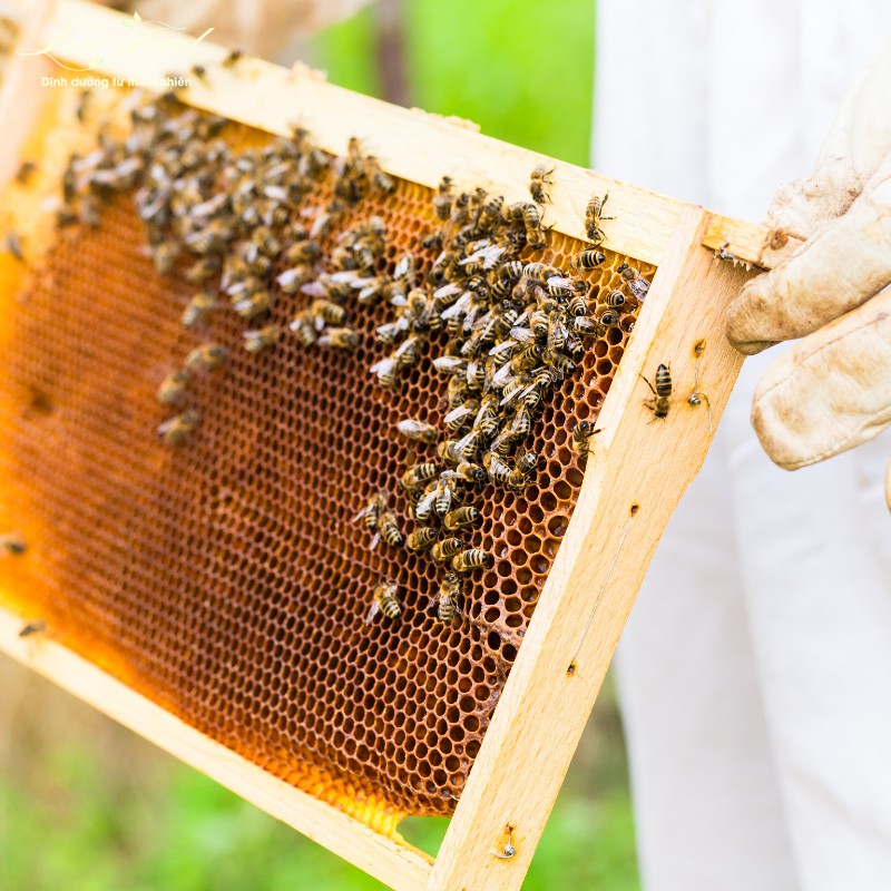 MẬT ONG NGUYÊN CHẤT - 850gram Lọ thuỷ tinh sẩn phẩm 100% từ mật ong rừng thiên nhiên - Lovi Food Việt Nam | BigBuy360 - bigbuy360.vn