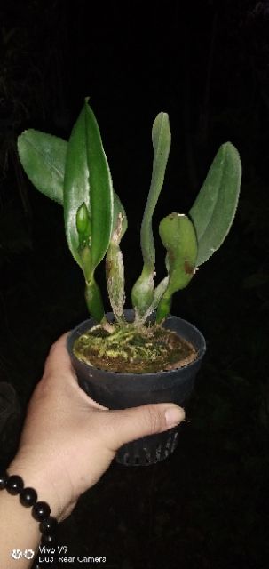 Hoa lan Catleya mini màu vàng