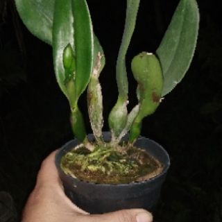 Hoa lan Catleya mini màu vàng
