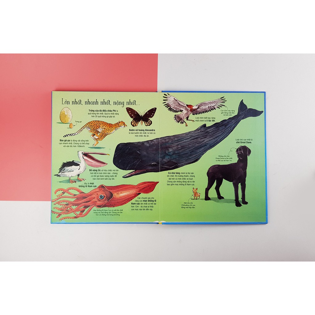 Sách tương tác - Big book - Cuốn sách khổng lồ về các loài động vật khổng lồ