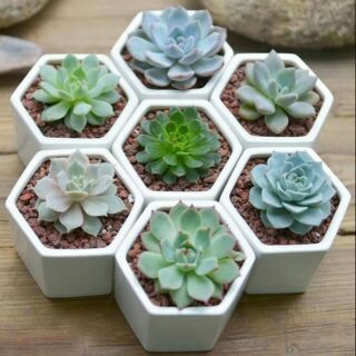 Chậu lục giác trồng sen đá