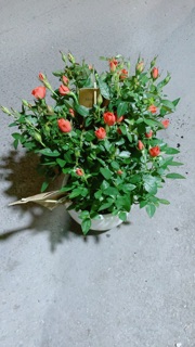 Chậu Hoa Hồng Màu Cam