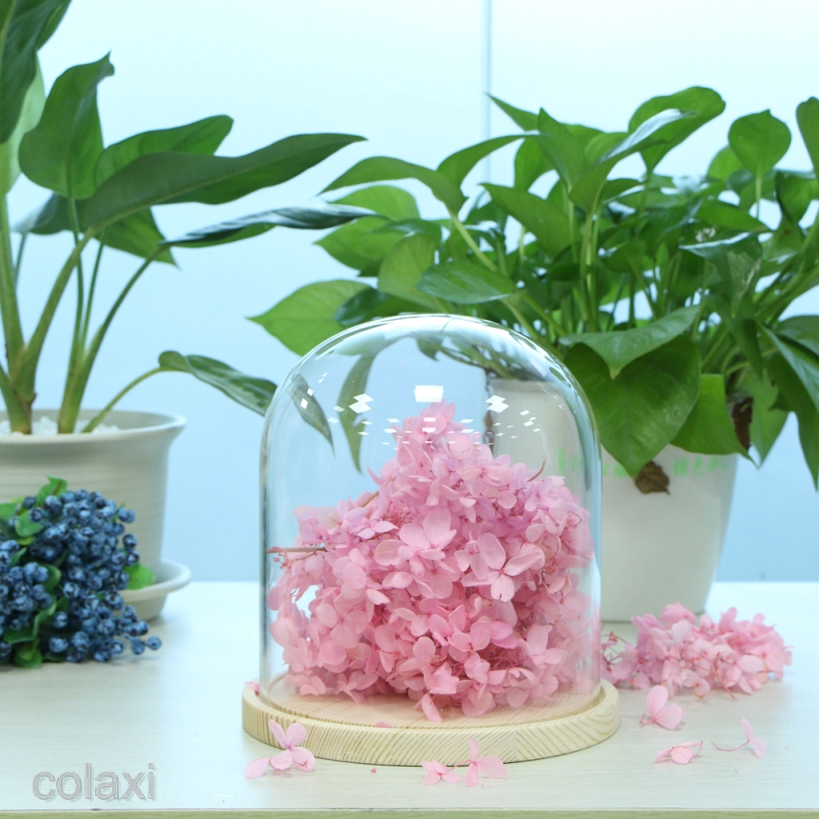 [COLAXI] Blesiya Glass Cover Landscape Vase Terrarium Container Flower Holder Dome