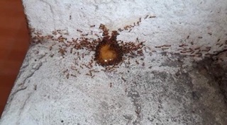 3 LỌ THUỐC DIỆT KIẾN SINH HỌC