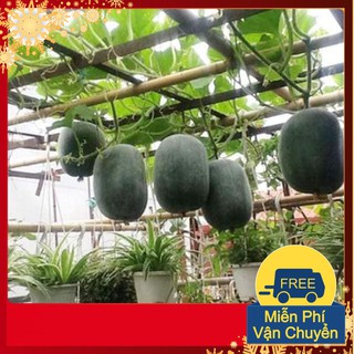 Hạt Giống Bí Xanh Đài Loan