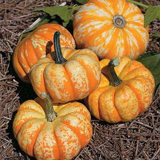 Hạt giống bí ngô mini siêu dễ thương - Tặng gói hạt ngẫu nhiên