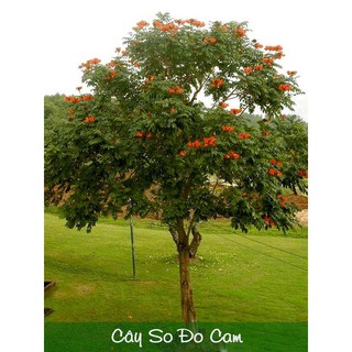 CÂY GIỐNG CÂY SÒ ĐO CAM (hoa phượng lửa)