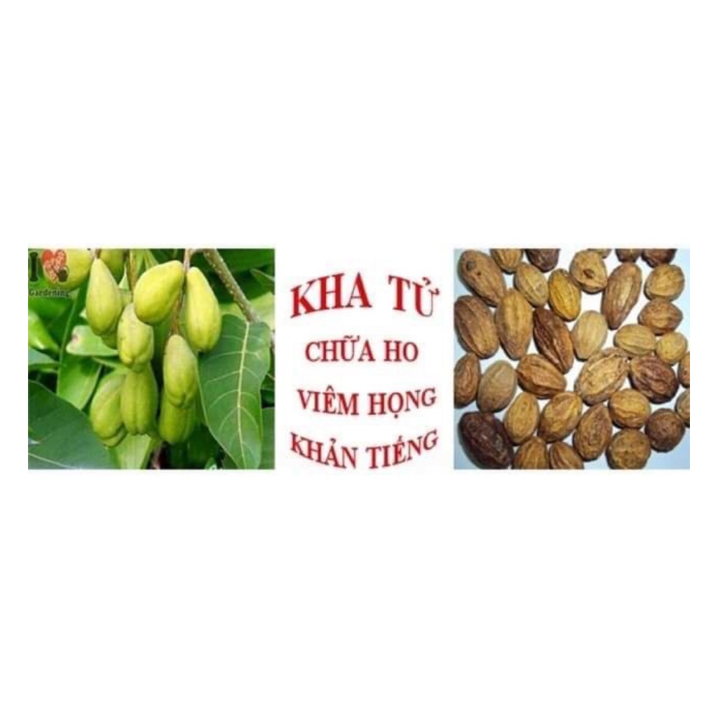 Quả Kha Tử hỗ trợ giảm ho, mất tiếng, đổ mồ hôi trộm, đau họng | BigBuy360 - bigbuy360.vn