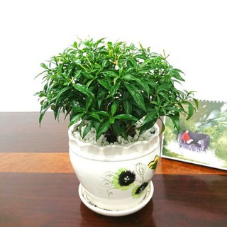 Cây Mai Vạn Phúc