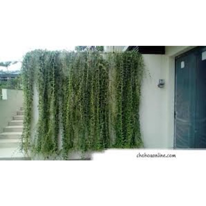 CÂY CÚC TẦN ẤN ĐỘ che nắng tự nhiên