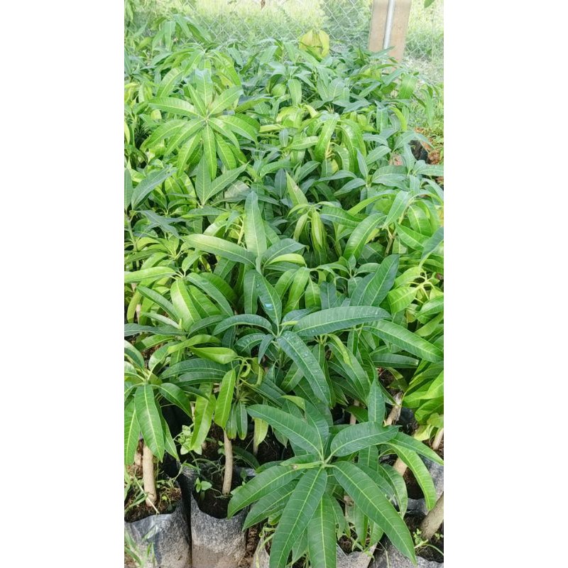 CÂY GIỐNG XOÀI THÁI
