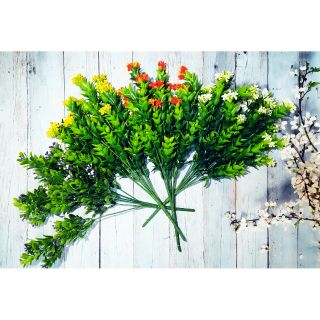 Cỏ điểm 7 nhánh/cành