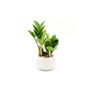 Cây Kim Tiền Chậu Sứ