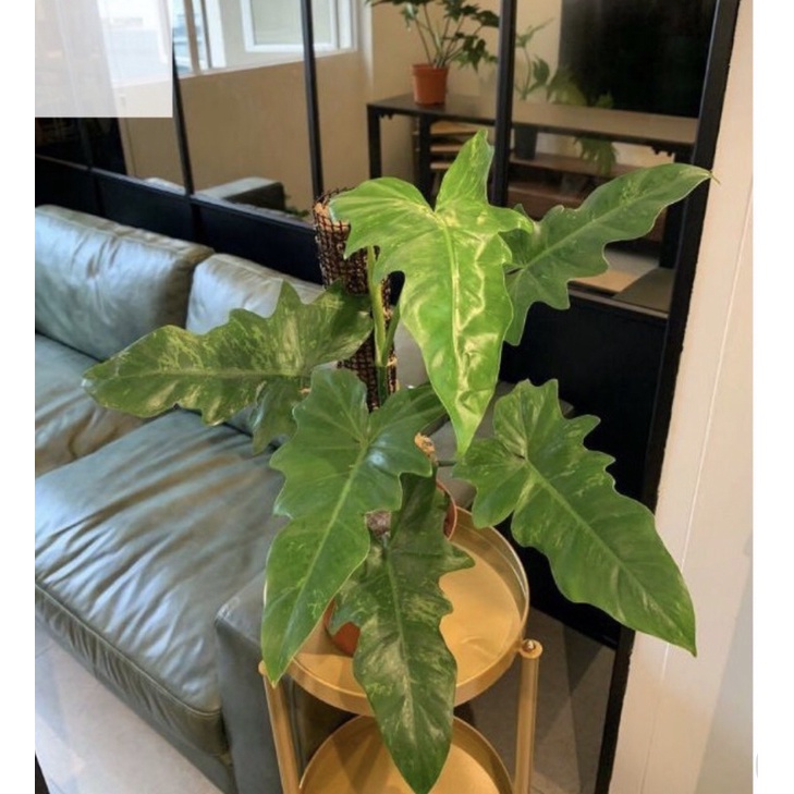 TERBARU PHILODENDRON LIME FIDDLE PHILO DRAGON ( rồng xanh)