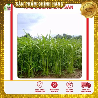 Hạt Giống Rau Muống Cao Sản 50gr [Bán Sỉ]