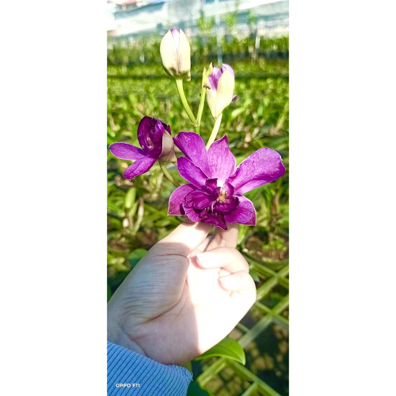 Denro Hoa Hồng đang nụ