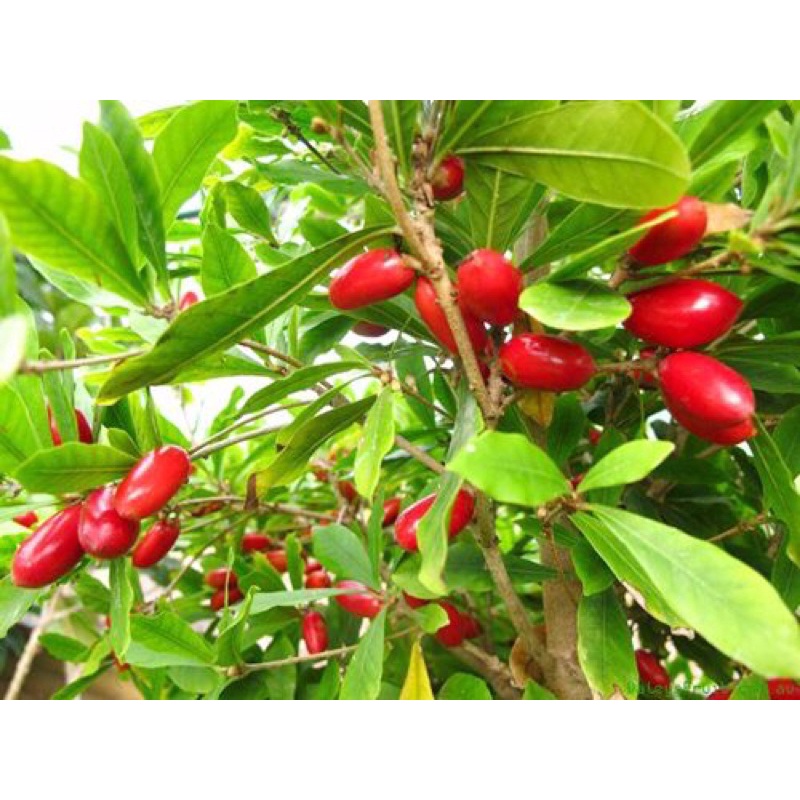 Cây thần kì nguyên chậu , trang trí vườn