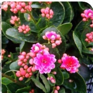 Cây giống sống đời kép nhiều màu đỏ, cam, vàng,hồng