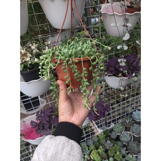 Cây giọt nước mắt mèo