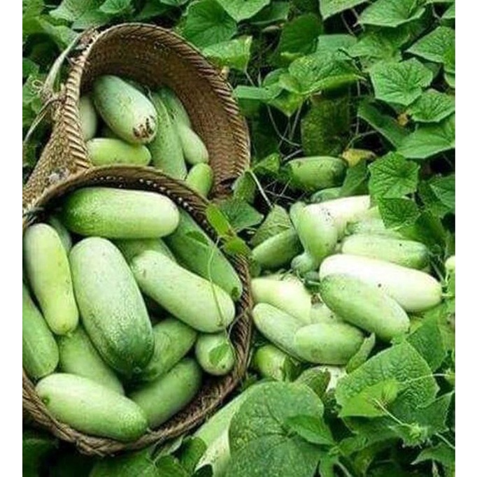 Hạt Giống Dưa Chuột Mèo Thái - Gói 50 Hạt KNS2496