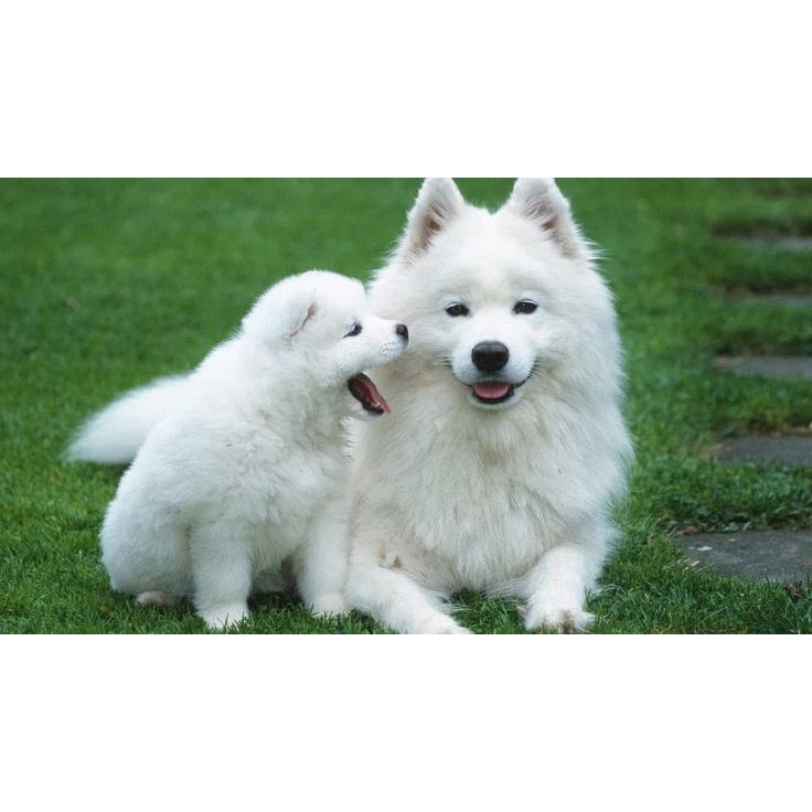 Sữa tắm Palma Whiting cho chó mèo lông trắng 300ml