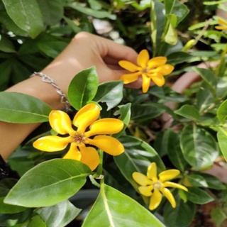 Cây Lài Hoàng Đế (Lài Hawai cho hoa lâu tàn, hương rất thơm) - caykiengsadec