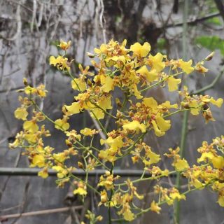 Hoa Lan vũ nữ vàng