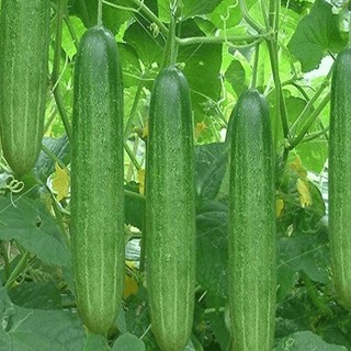 Hạt giống Dưa Leo Lai F1- Galaxy 1g