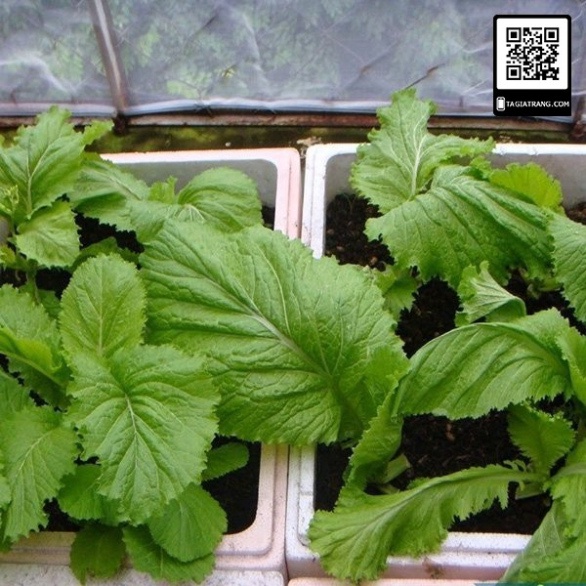 Hạt giống cải bẹ mào gà (tặng kèm phân)