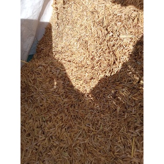 Trấu tươi, vỏ lúa tươi, vỏ trấu tươi. 1kg tráu tươi 9k