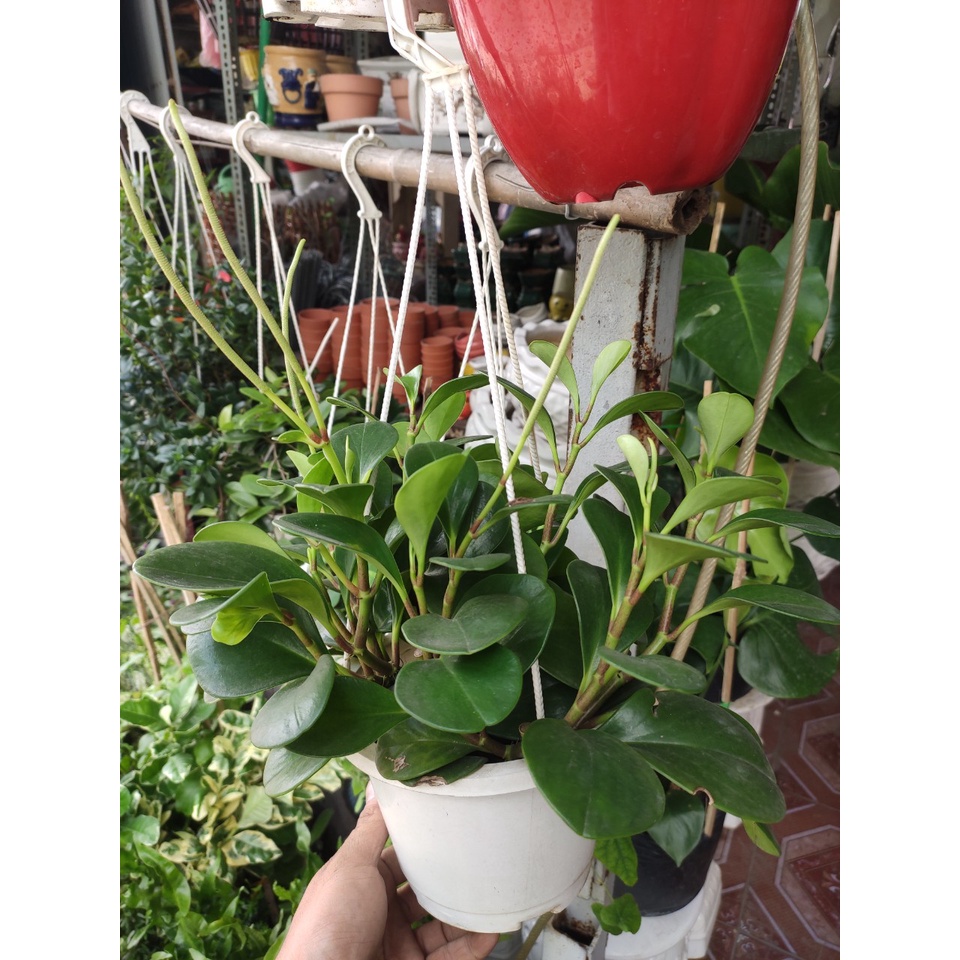cây trường sinh còn gọi là cây trường thọ tốt cho phong thủy