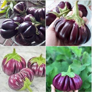 Hạt giống cà tím khía Thái Lan - Gói 0,5 gr ( 80-100 hạt )